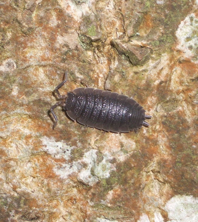 Common Woodlouse