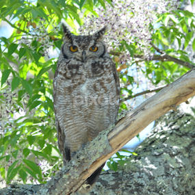 Do you mind by Adrian Boom - Animals Birds