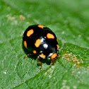 Orange-spotted lady beetle
