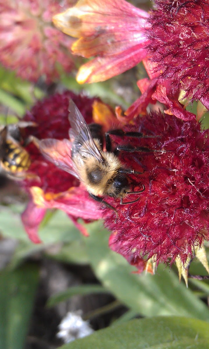 Common eastern bumblebee