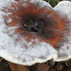 Bolete w/white fungus