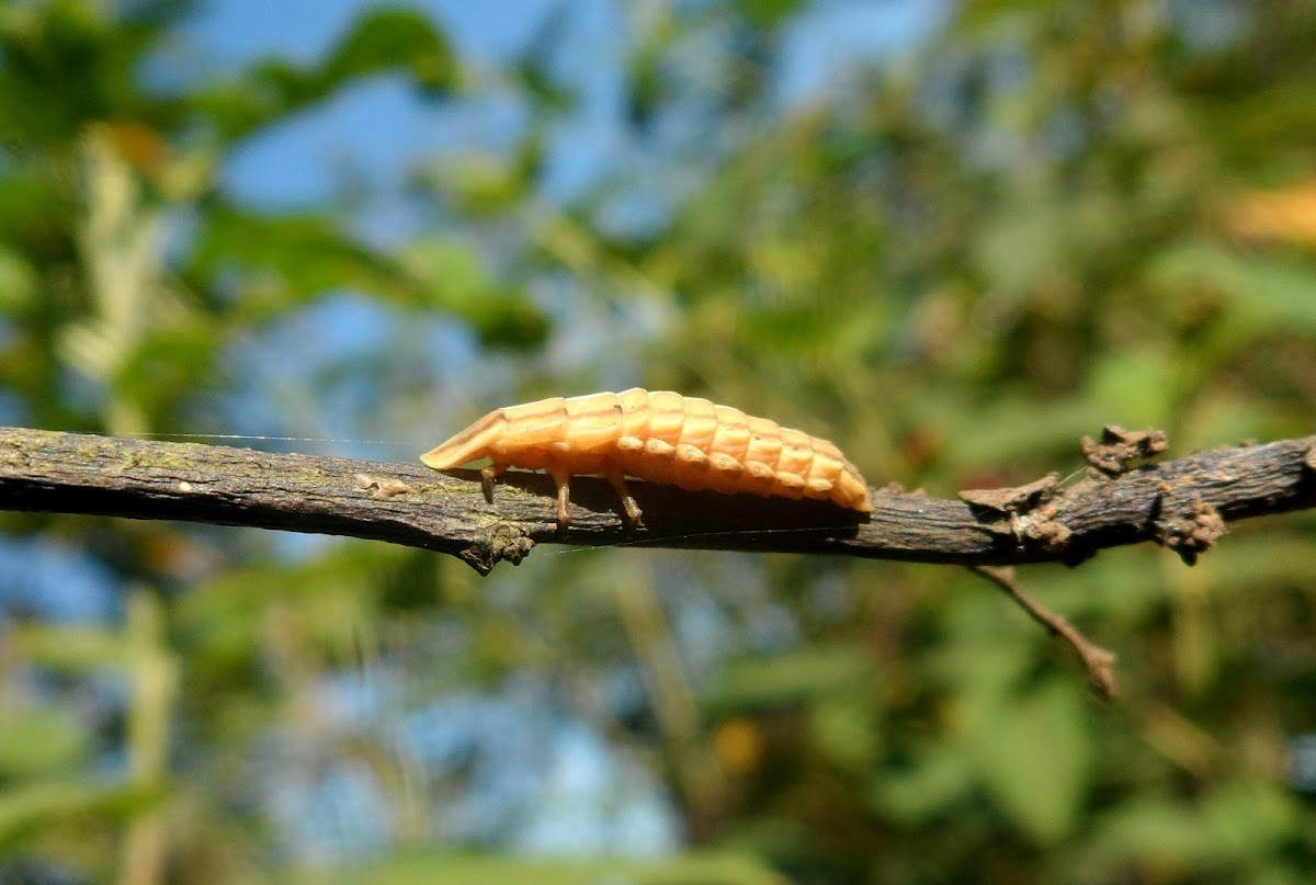 Firefly larva (2)
