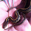 Plains Garter Snake