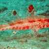 Freckled goatfish