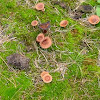 Umbrella mushrooms