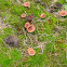 Umbrella mushrooms