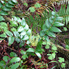 dull Oregon grape