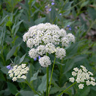 Pacific Water Parsley