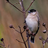 Caboclinho-branco(Pearly-bellied Seedeater)