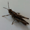 Bow-winged grasshopper