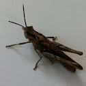 Bow-winged grasshopper