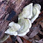 Turkeytail fungi