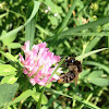 Brown-banded Carder Bee