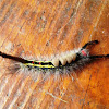 White-marked Tussock Moth Caterpillar