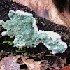 green mold - trichoderma sp ?