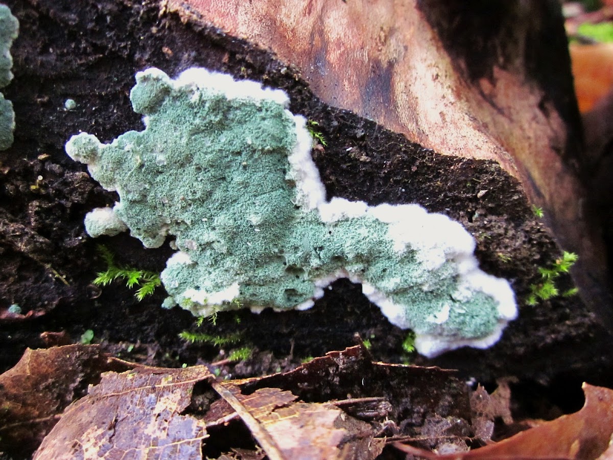 green mold - trichoderma sp ?