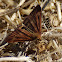 Raspberry Pyrausta moth