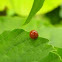 Ladybird Beetle
