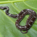 Shaw’s Wolf Snake