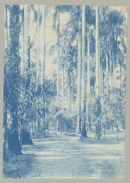 Palmentuin, Paramaribo