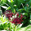 ‘Black Sprite’ Cornflower