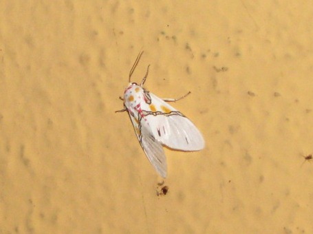 Idalus Moth
