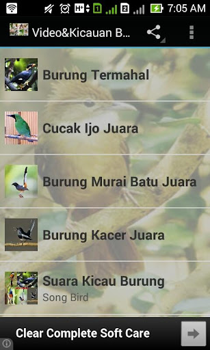 Video Kicau Burung Juara