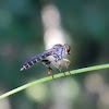 robber fly