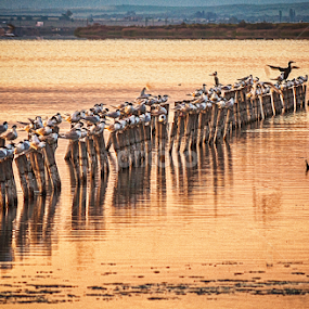 Birds sunset by MIhail Syarov - Landscapes Beaches