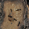 Ants w/ larva