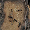 Ants w/ larva