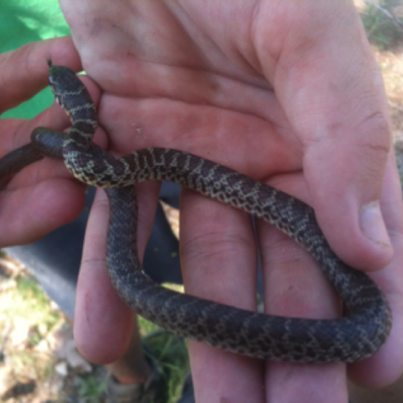 Eastern yellow belly racer