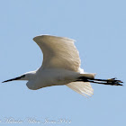 Little Egret; Garceta Común