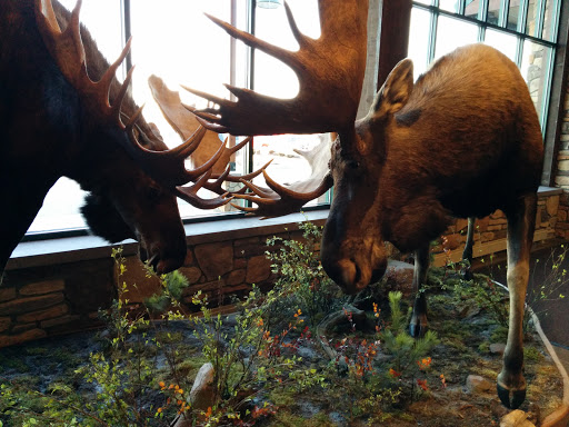 Double Moose