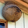 Paper Wasp's nest