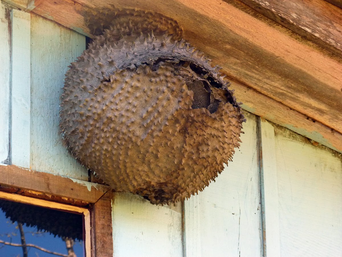 Paper Wasp's nest