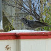 Asian Koel- Female