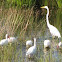 American White Ibis