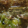 marbled rock crab