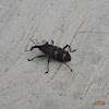 Bill bug Weevil