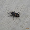 Bill bug Weevil