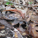 Cave Salamander