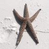 Spiny Sea Star