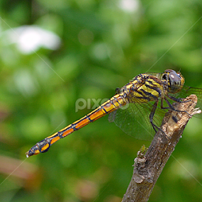 by Souvik Roy - Animals Insects & Spiders