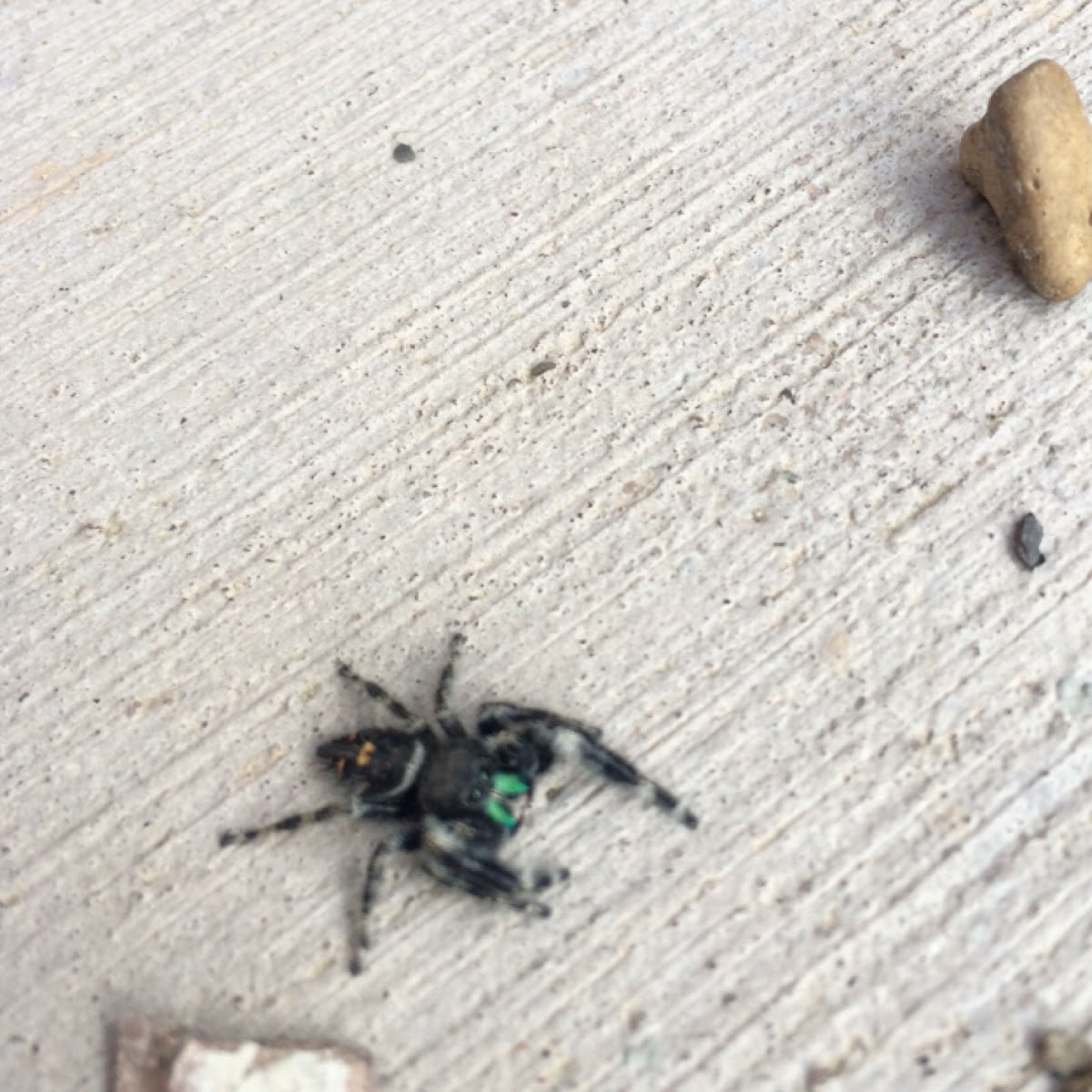 Daring Jumping Spider