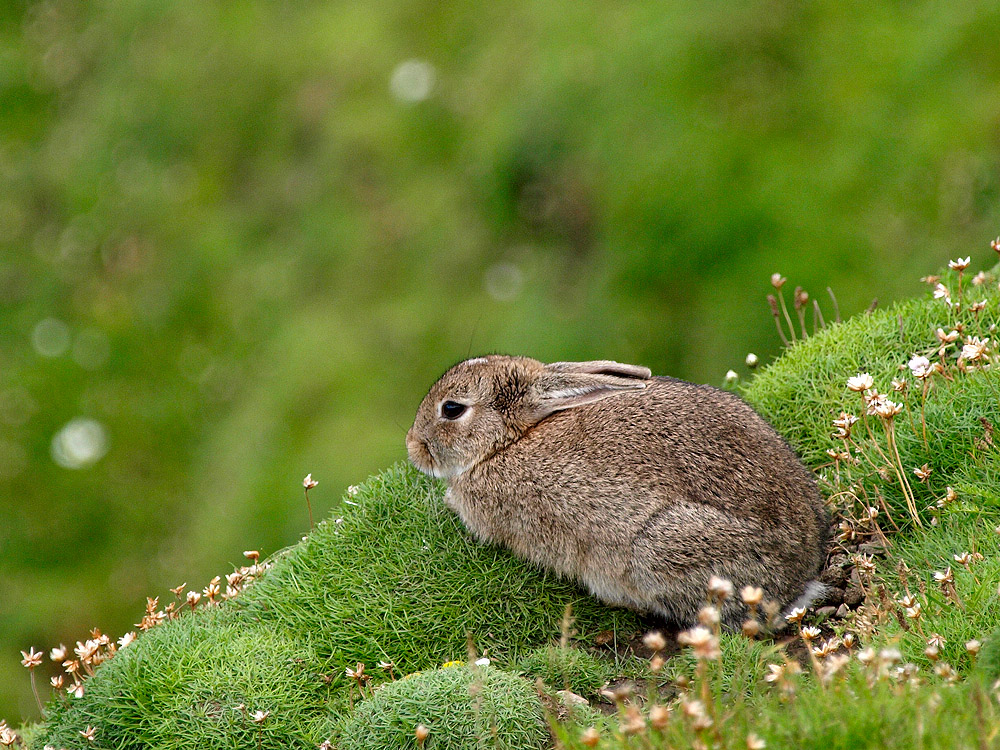 Conejo (European rabbit)
