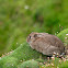 Conejo (European rabbit)