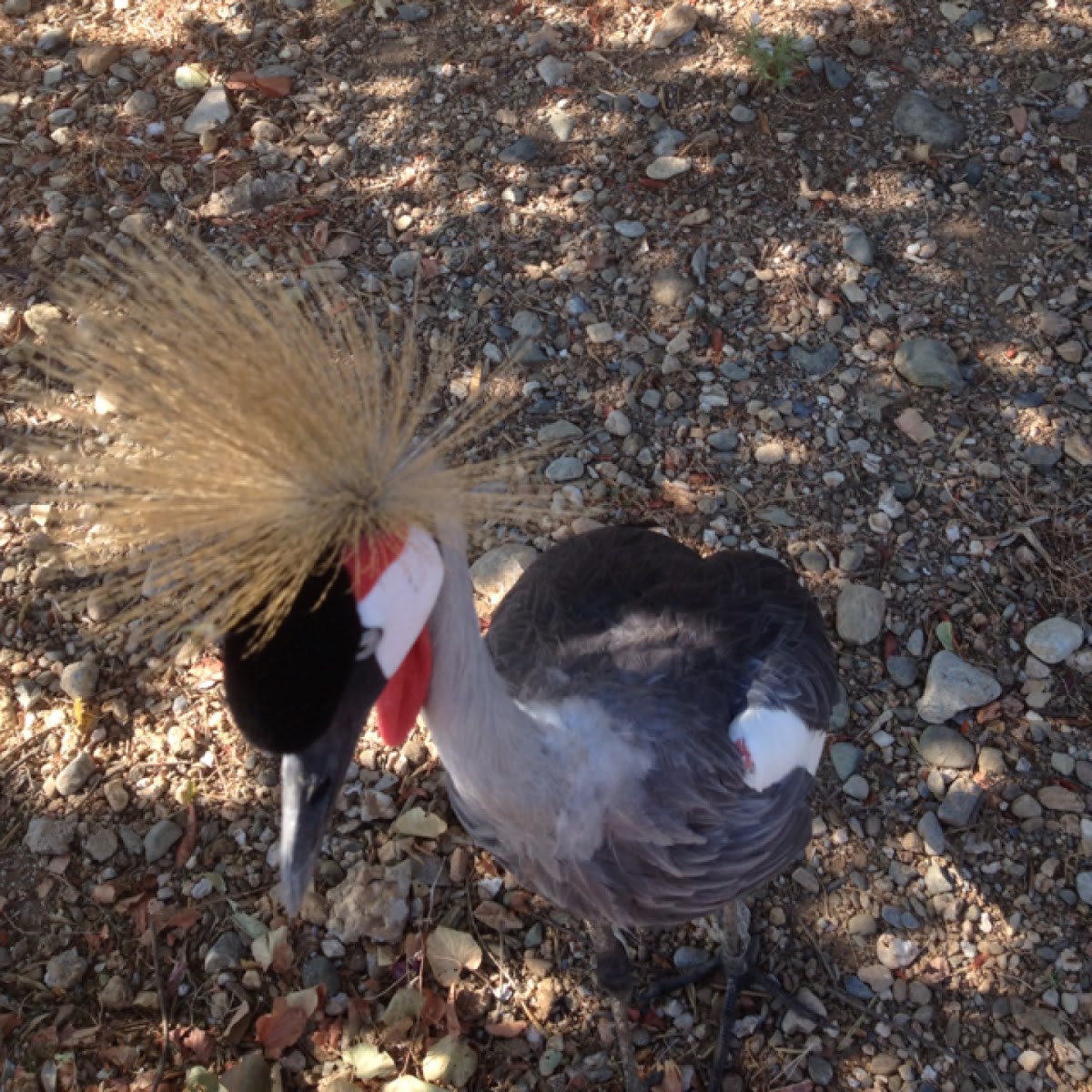 Grey Crowned Crane