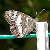 Great Banded Grayling