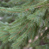 norway spruce